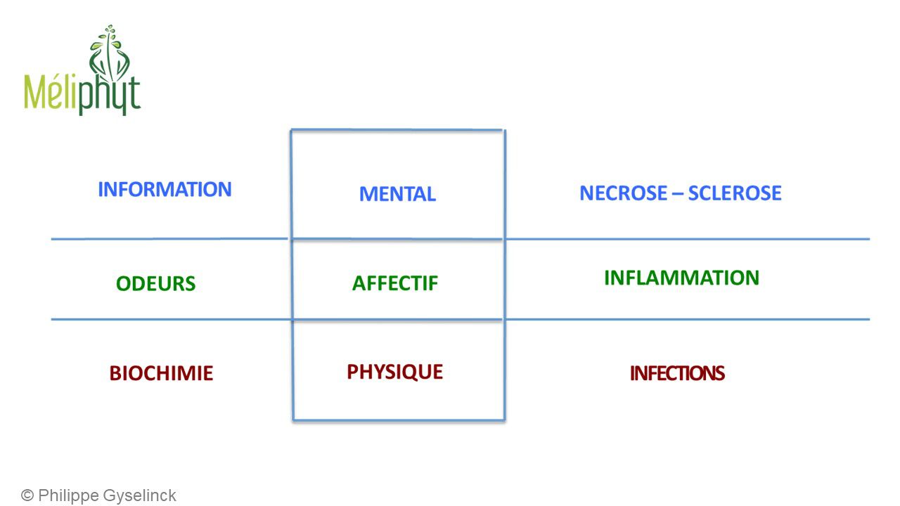 Image de diapositive