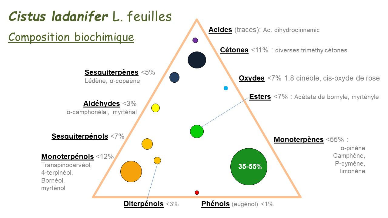 Image de diapositive